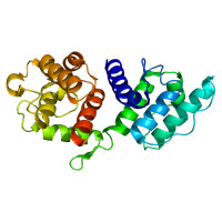 ACTN3 (Variante R)